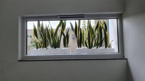 PAVGREEN